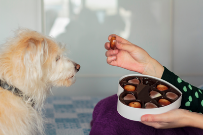 My Dog Ate Chocolate: What Should I Do?