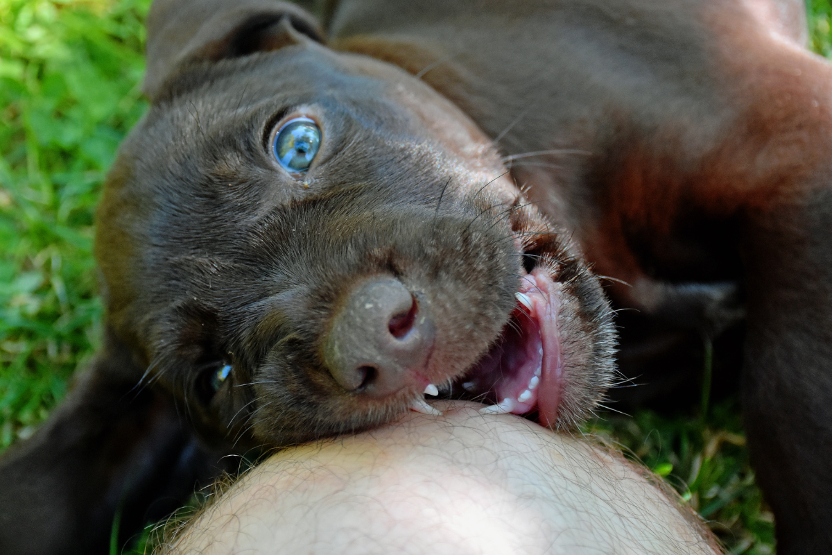 When Do Puppies Lose Their Milk Teeth?