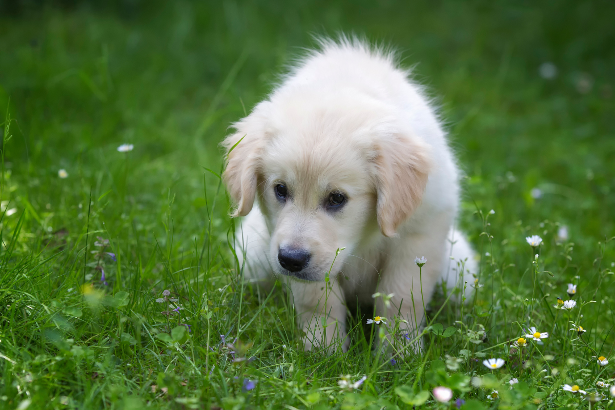 Potty Training An 8-Week-Old Puppy Like A Pro!