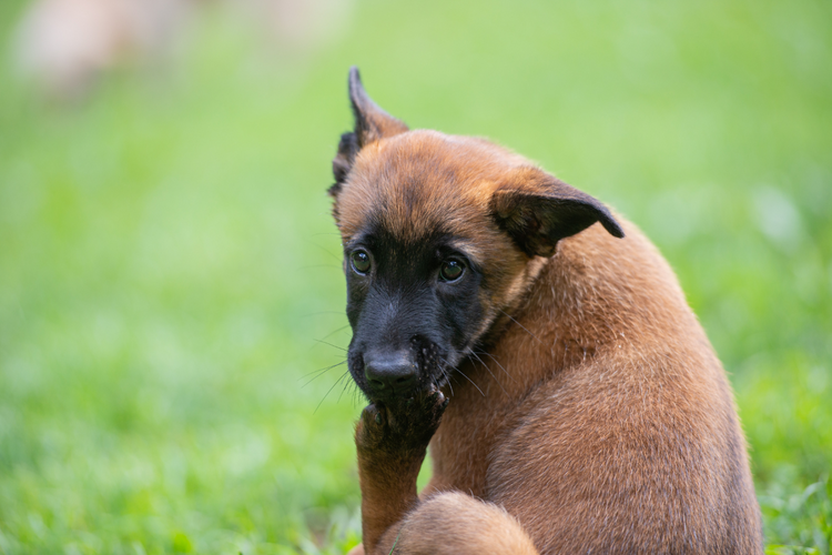 Why Do Dogs Lick Their feet?