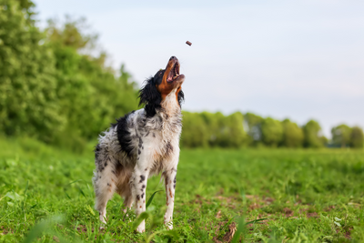 Healthy Dog Treat Recipes: the Perfect Alternative to Store-Bought Options