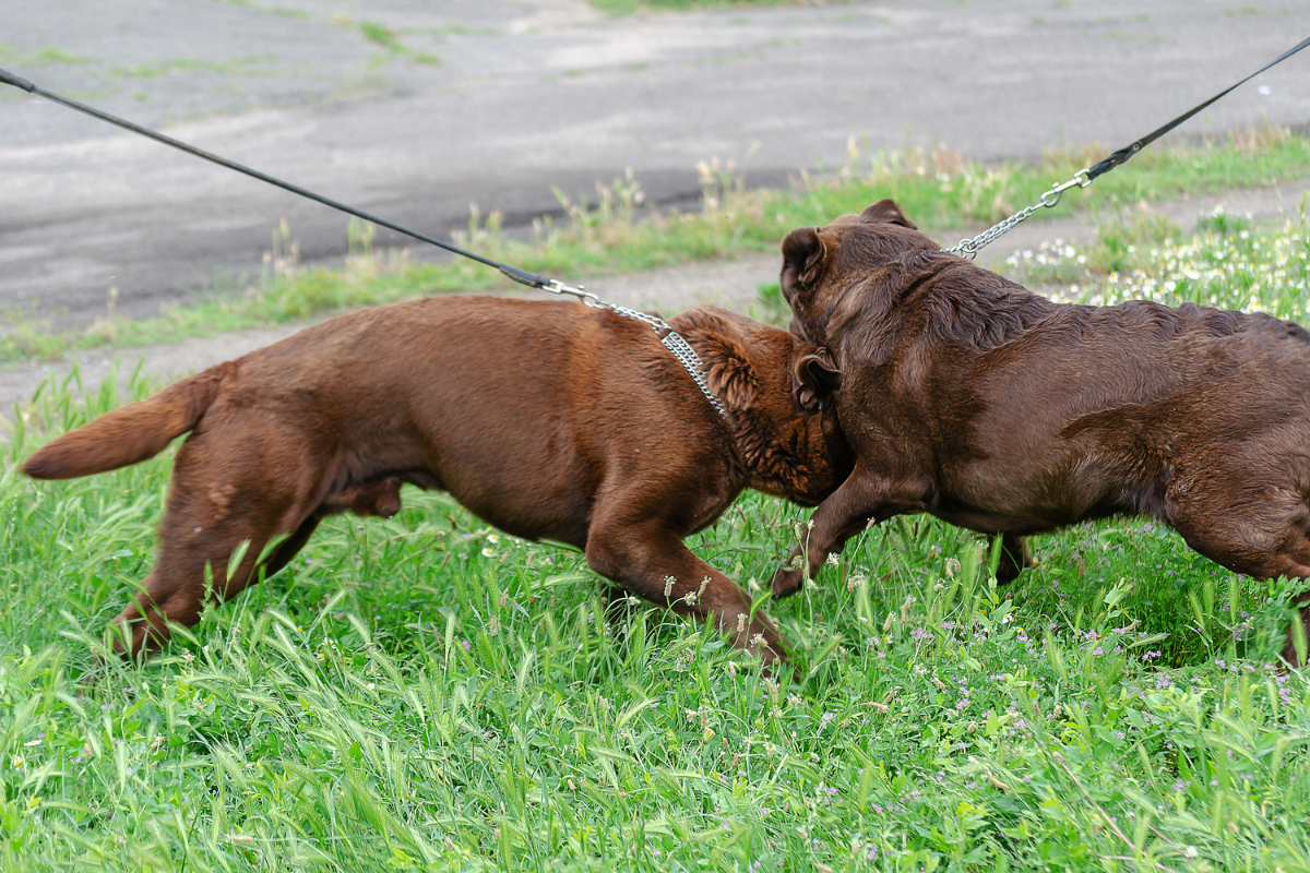 Leash Reactivity Dog: Transforming Challenges into Peaceful Walks