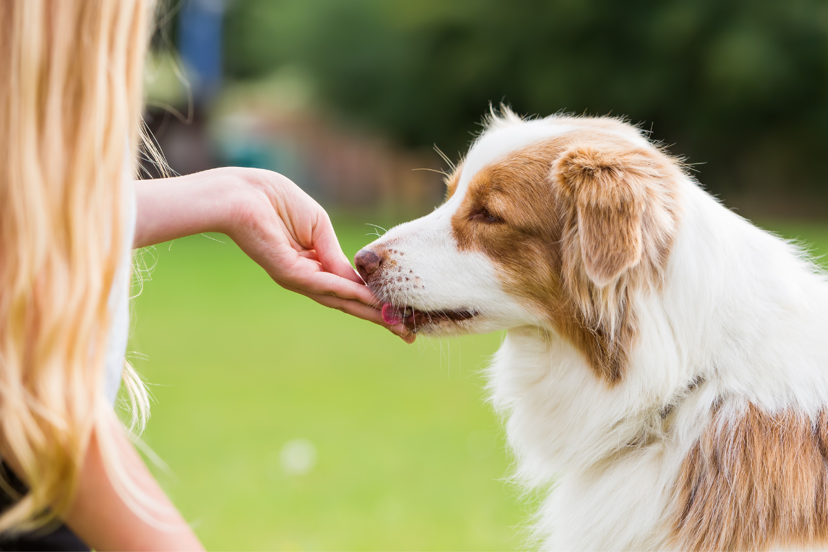 Peanut Butter Dog Treat Recipe: Our Best Ideas!