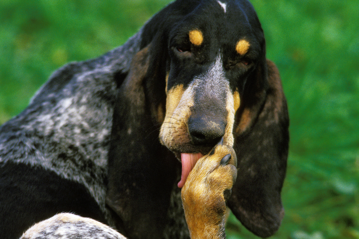 Dog Licking And Chewing Paws: A Tail of Mystery and Mischief