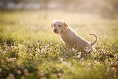 Puppy Regressing In Potty-Training: 6 Best Tips To Solve The Issue