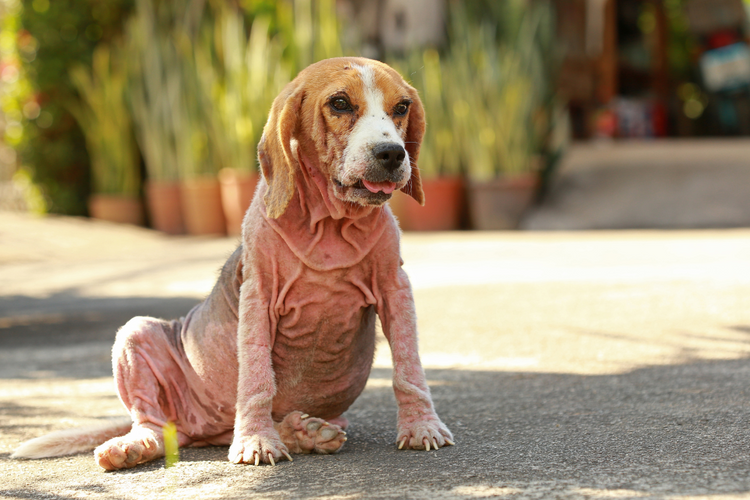 Bloody Diarrhea in Dogs: When Red Flags Fly in the Doggy Loo!
