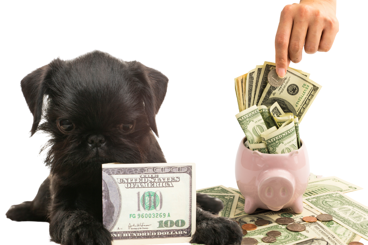 Optimizing Dog Care Expenses: Applying the 50/30/20 Budget Rule to Dog Parenting