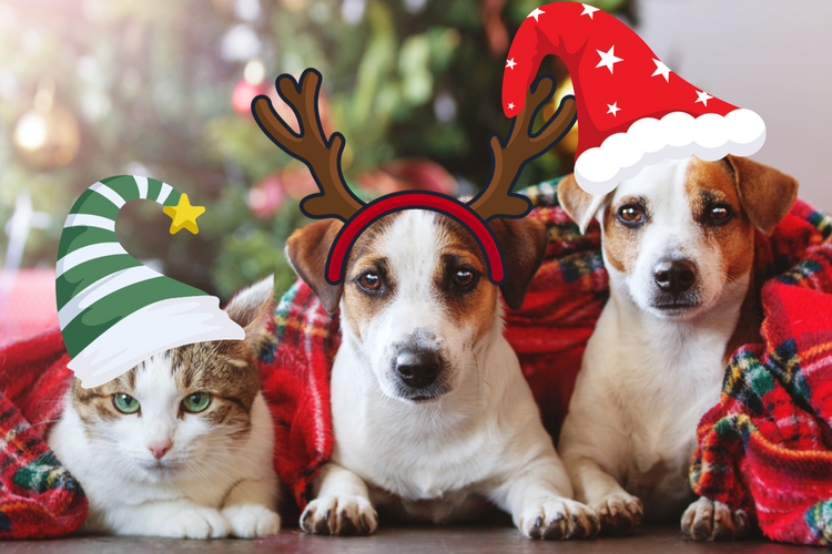 Top 10 Good Xmas Gift Ideas for Your Furry Friends | Special Deals Included