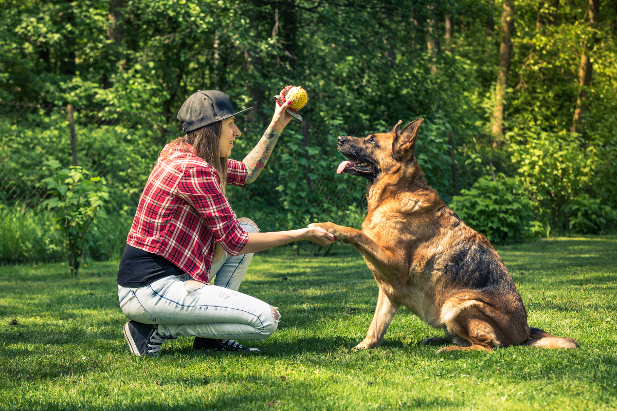 Bubble Theory Dog Training: A Stress-Free Way to Train Your Dog