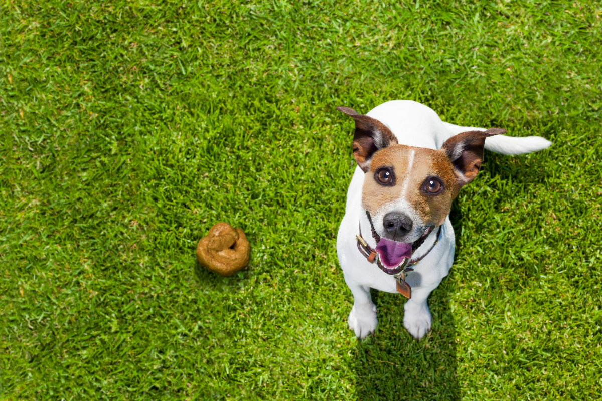 Which is the best dog poop bag alternative