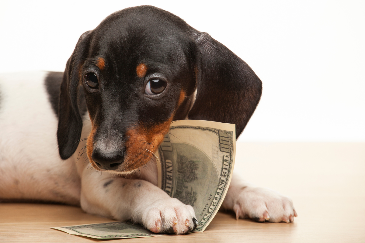 Maximizing The 30-Day Rule: A Guide For Dog Owners On Saving Money Wisely