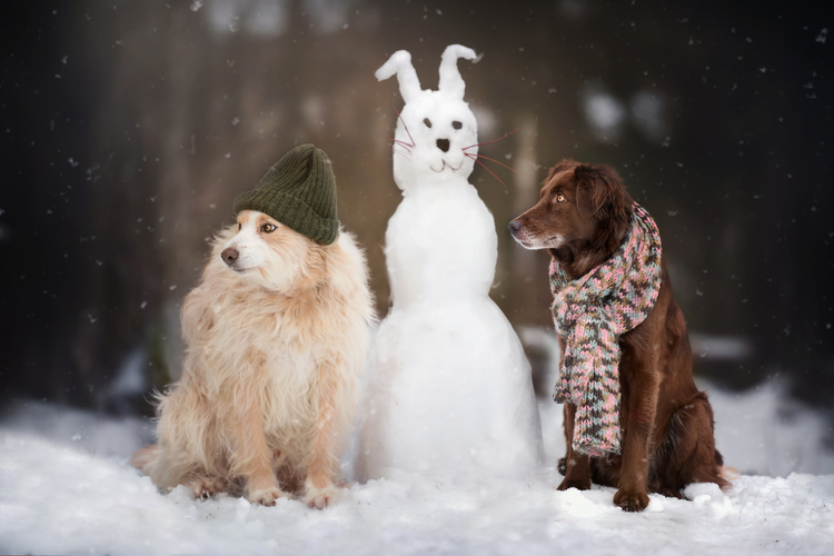 Cold Weather & Dogs: How Do We Keep Our Pets Warm When Winter Comes