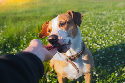 No-Bake Dog Treats: How To Prepare Homemade Dog Treats In 5 Minutes