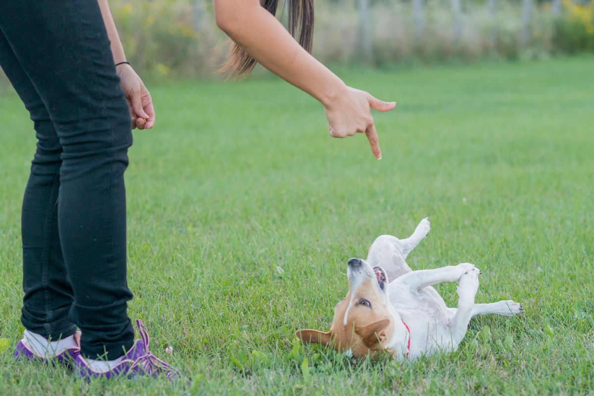 Best Advanced Dog Tricks To Teach At Home