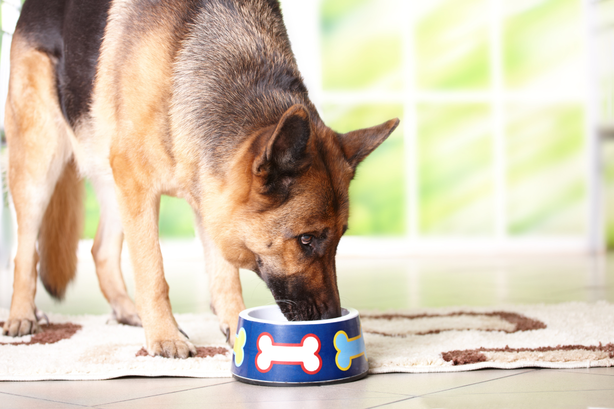 Recipe For Dog Food With Chicken To Prepare At Home!