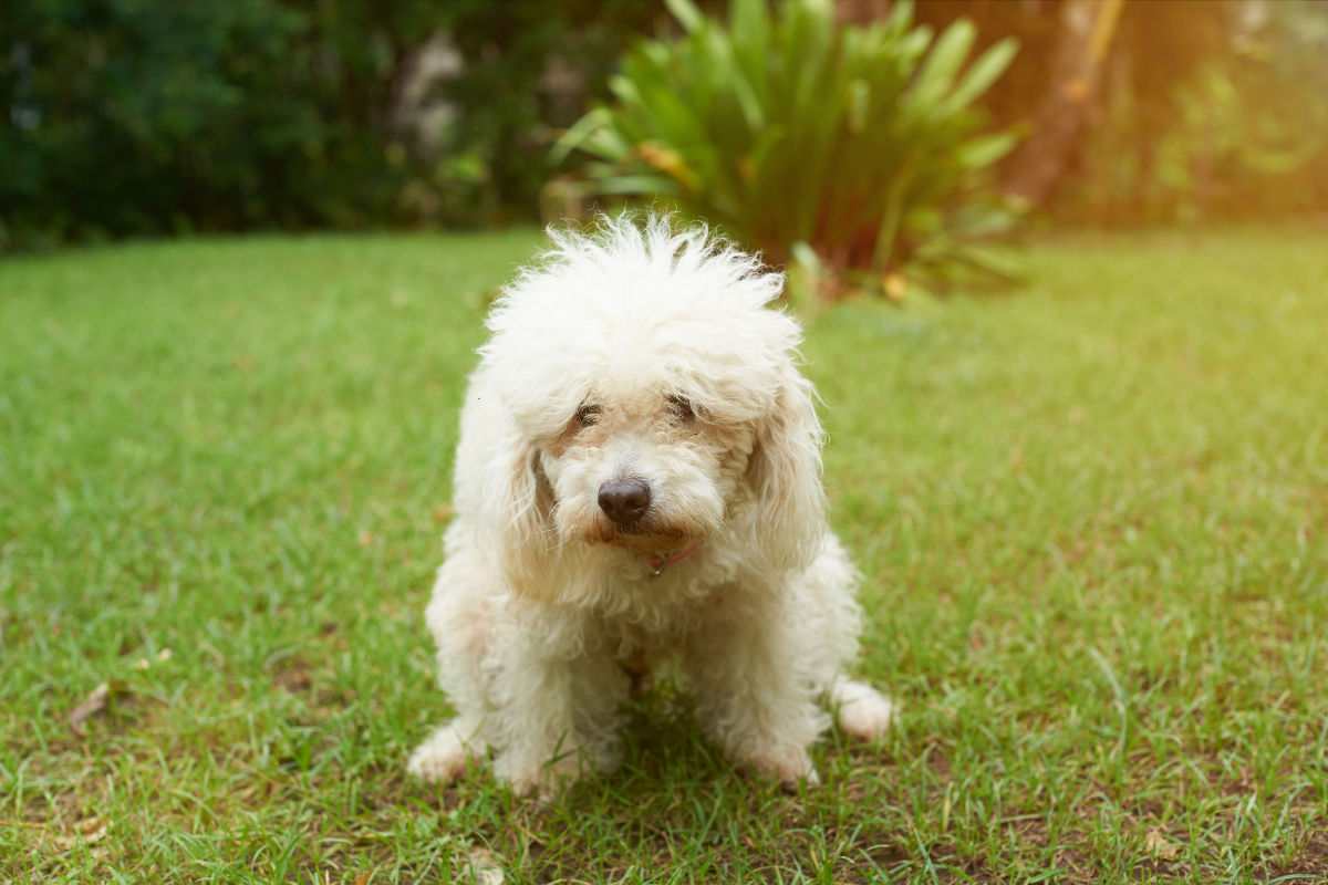 How to stop dogs from eating poop: home remedies