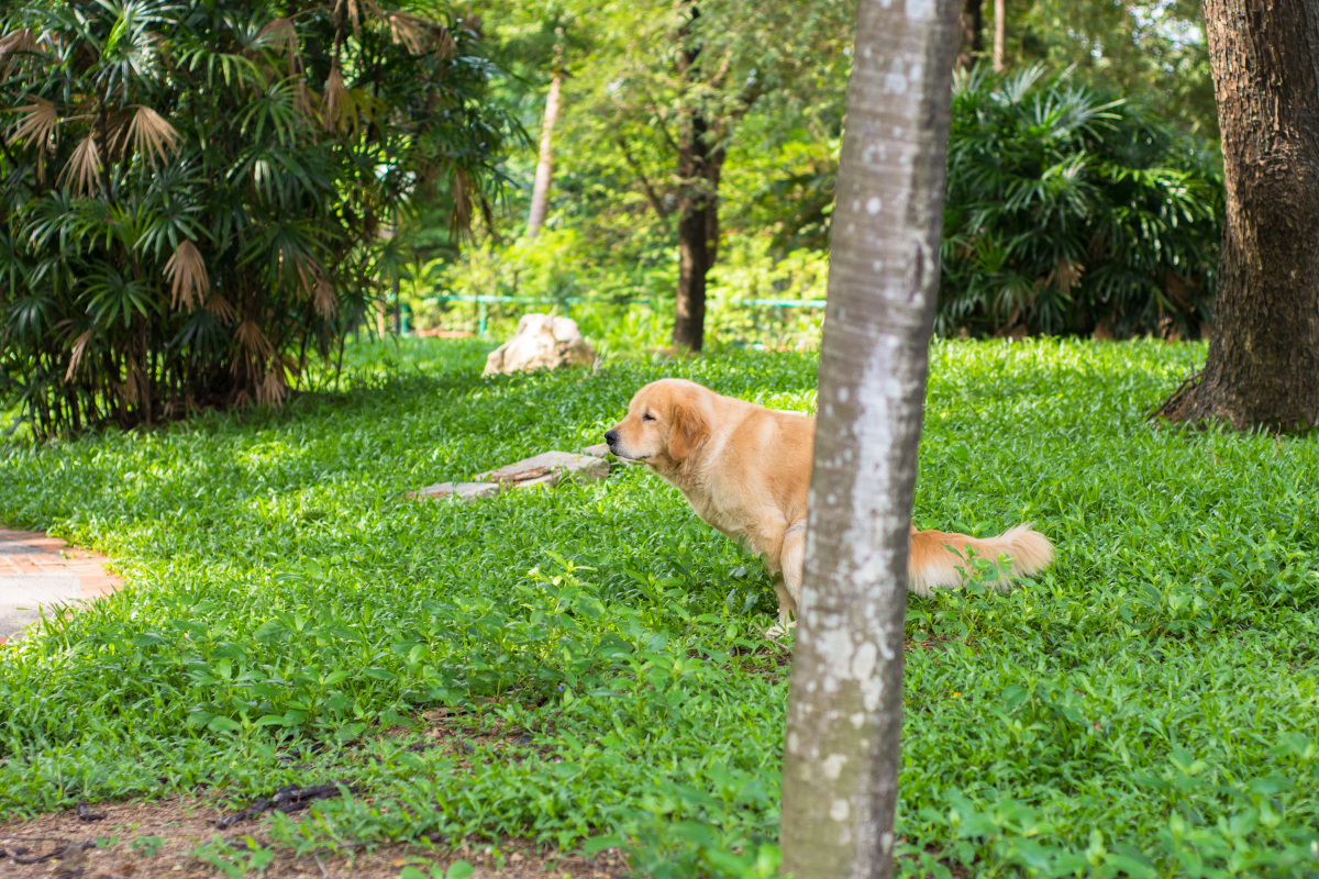 Black Dog Poop: Is Something Wrong With My Pup?