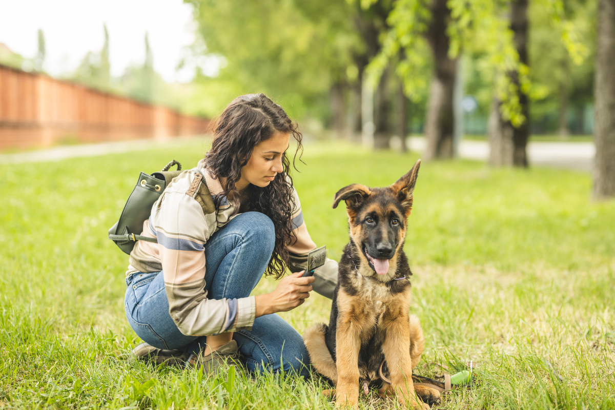 The Highs and Lows of Dog Shedding: Why is my Dog Shedding So Much Hair?