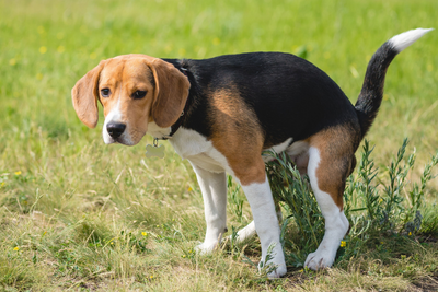 Greenish Dog Poop: Decoding Your Dog's Health Signals
