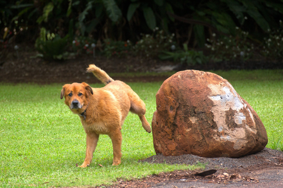 How To Train A Puppy To Pee Outside