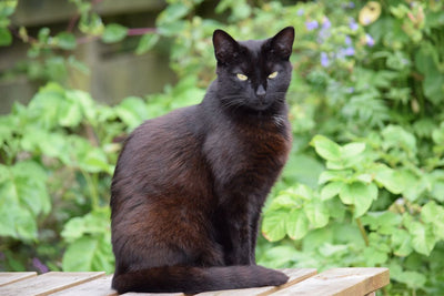 Black Cat and Halloween: Busting Myths & Protecting Our Feline Friends