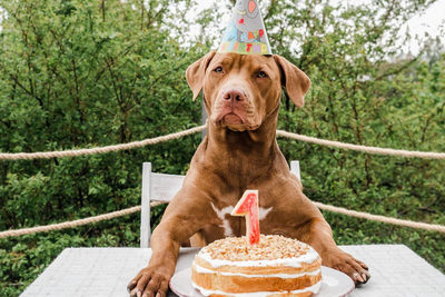 Easy Dog Cake Recipe Step By Step