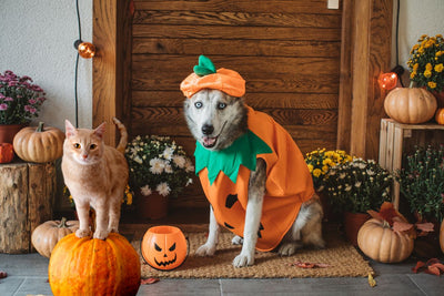 Spooktacular Pet Costumes: Halloween Fun for Cats and Dogs