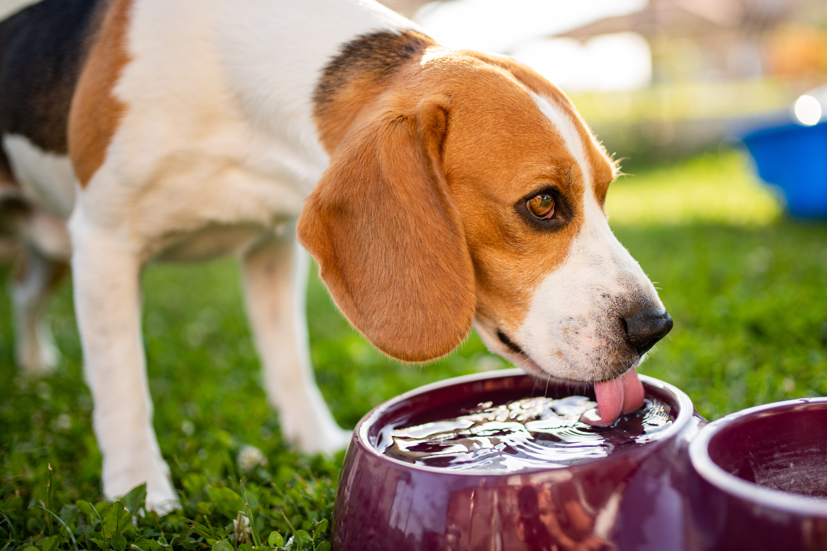 How Long Can a Dog Go Without Water