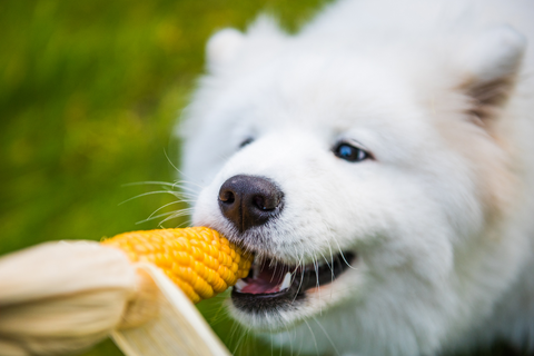 Dogs Eat Corn: Benefits & Risks Explained
