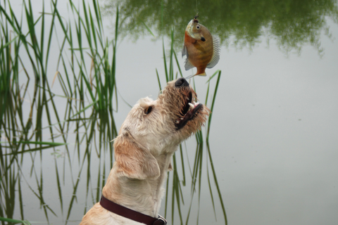 Can Dogs Eat Fish Meat?