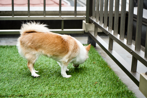 Coprophagia: Dogs Eating Their Own Poop