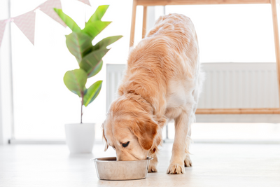 Air Dried Dog Food: The Ultimate Guide to a Healthy and Nutritious Diet