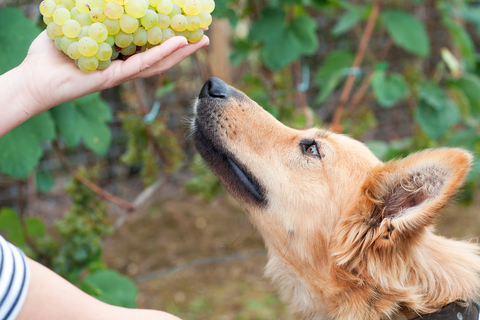 Toxic Foods for Dogs: Protecting Your Furry Friend from Harm