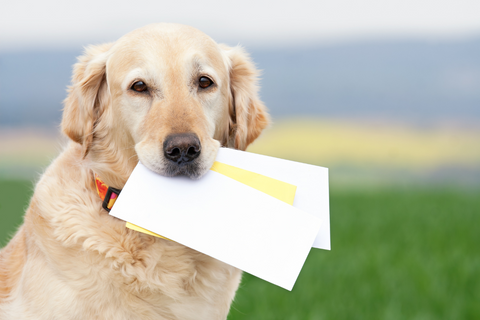 Envelope System for Dog Owners: Streamlining Your Pet Care Budget with Ease