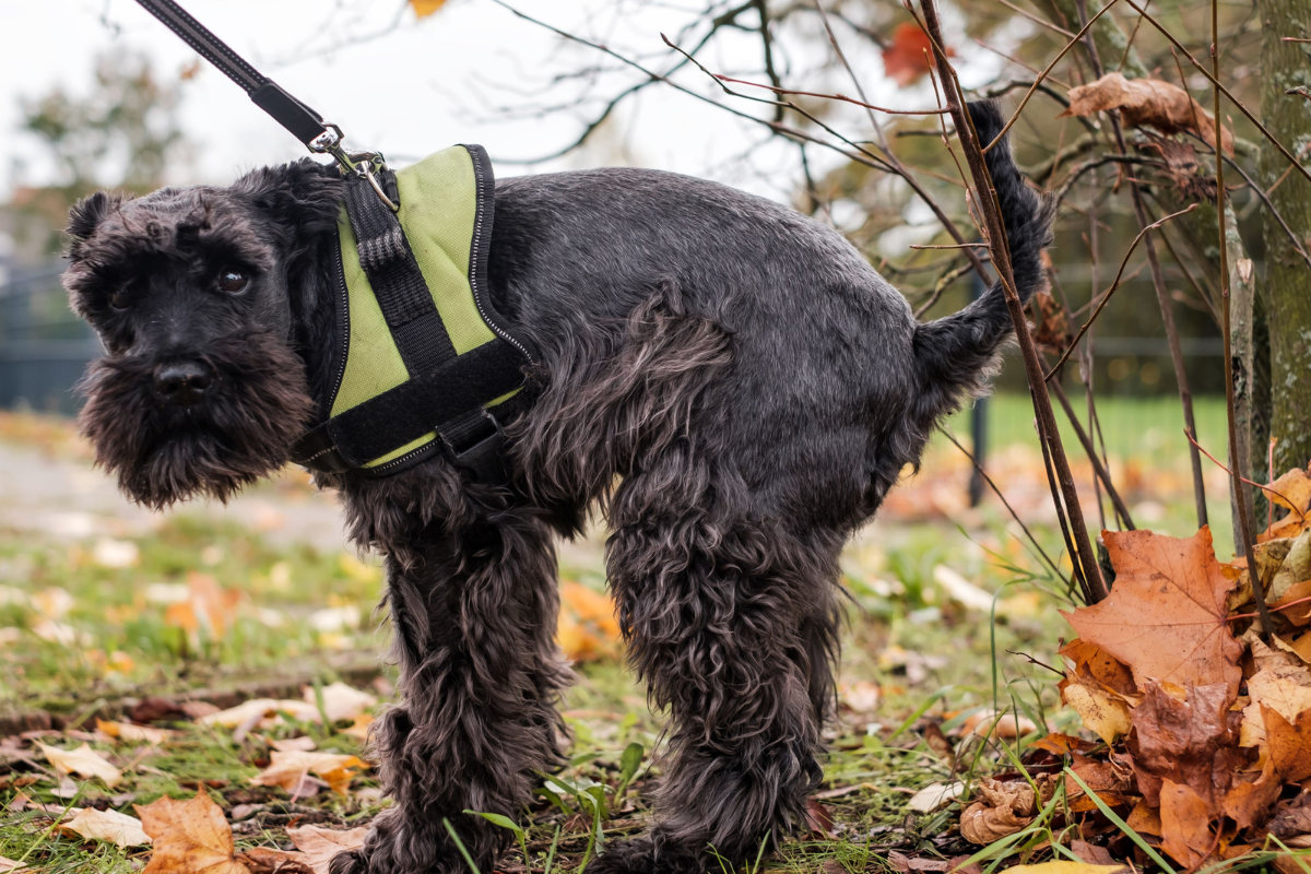 Dogs Poop a Lot: The Whys and Hows of Your Canine's Frequent Business