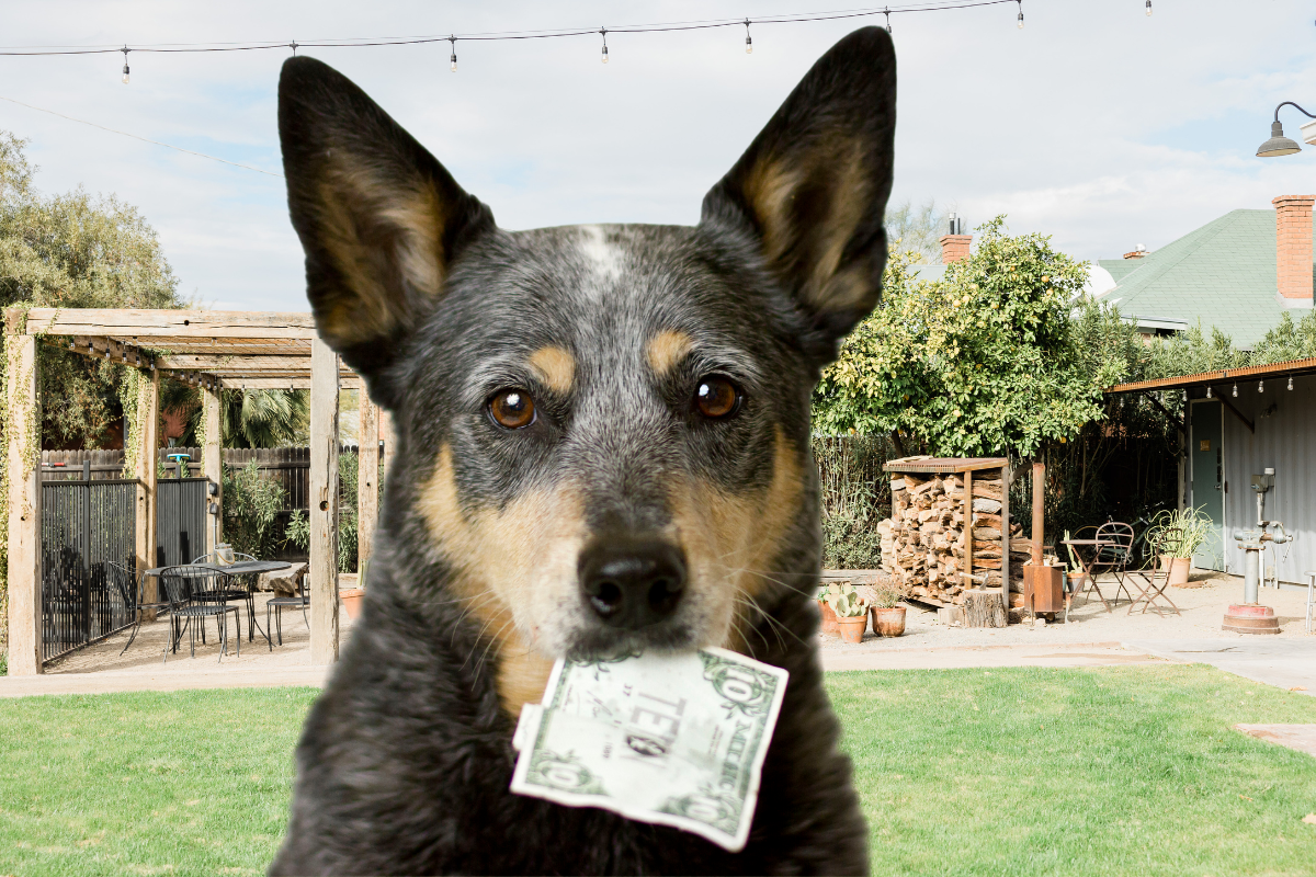 Best Way To Save Money: Budget-Friendly Tips For Savvy Pet Parents