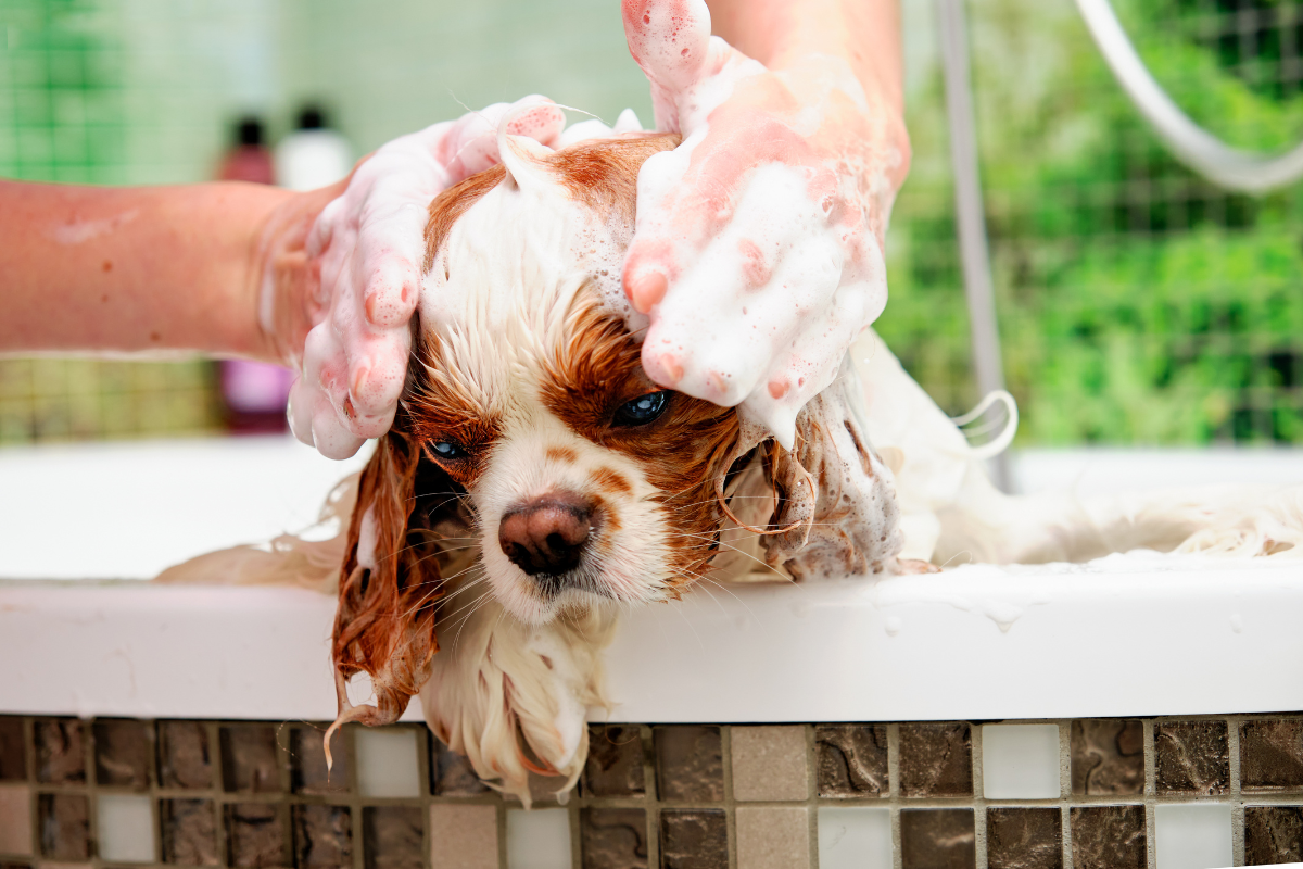 Harmful Chemicals in Pet Shampoos: What You Need to Know