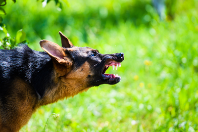 Understanding Rabies Disease: A Vital Guide for Pet Owners and Animal Lovers