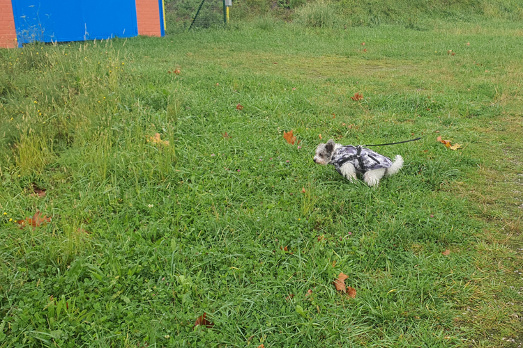 Soft Stool in Dogs: When to Worry and When to Take Action