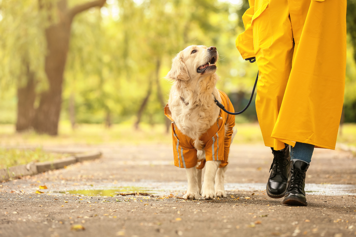 Fall Safety Tips for Dog and Cat Owners