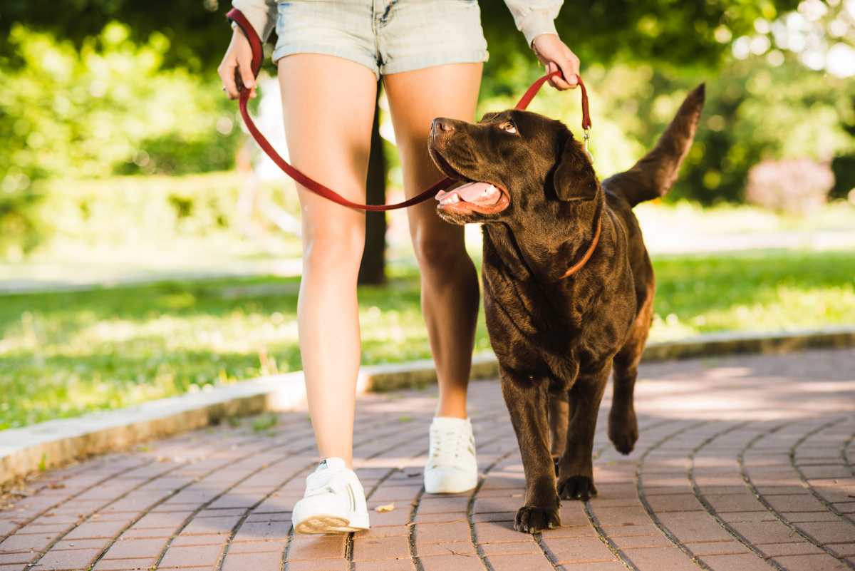 4 ways to reduce stress with your dog