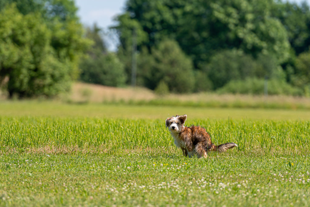 How to make a constipated dog poop quickly