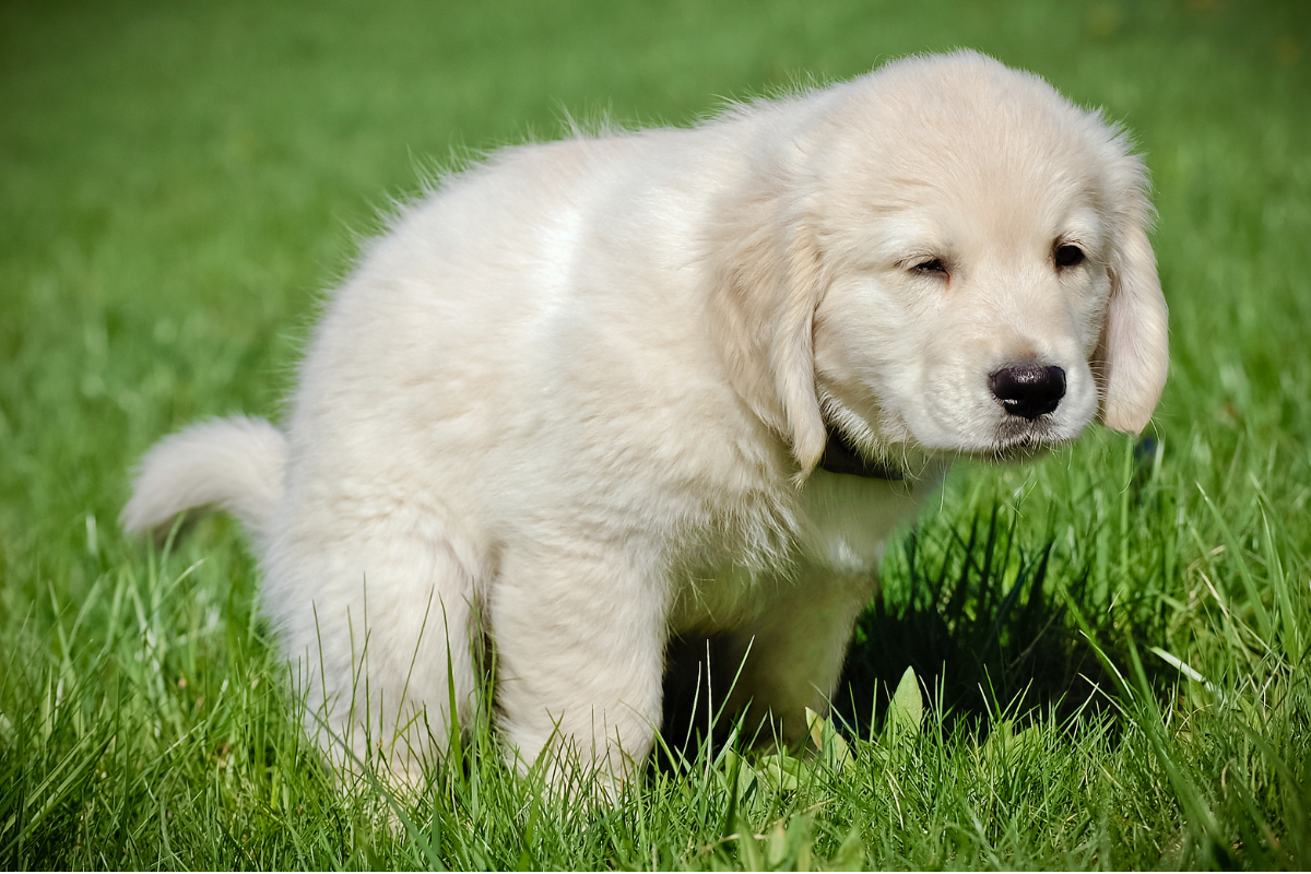 How to potty train a puppy