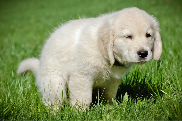 How to potty train a puppy