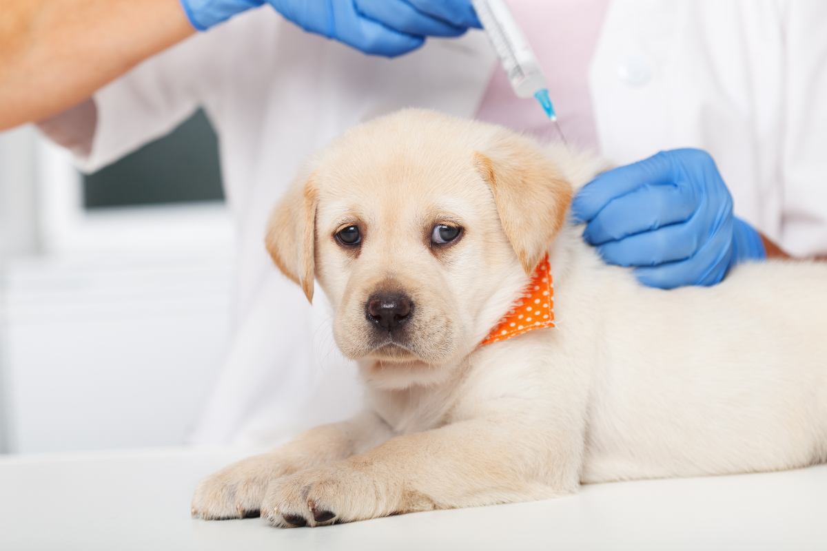 Your Guide To Puppy Vaccination Schedule