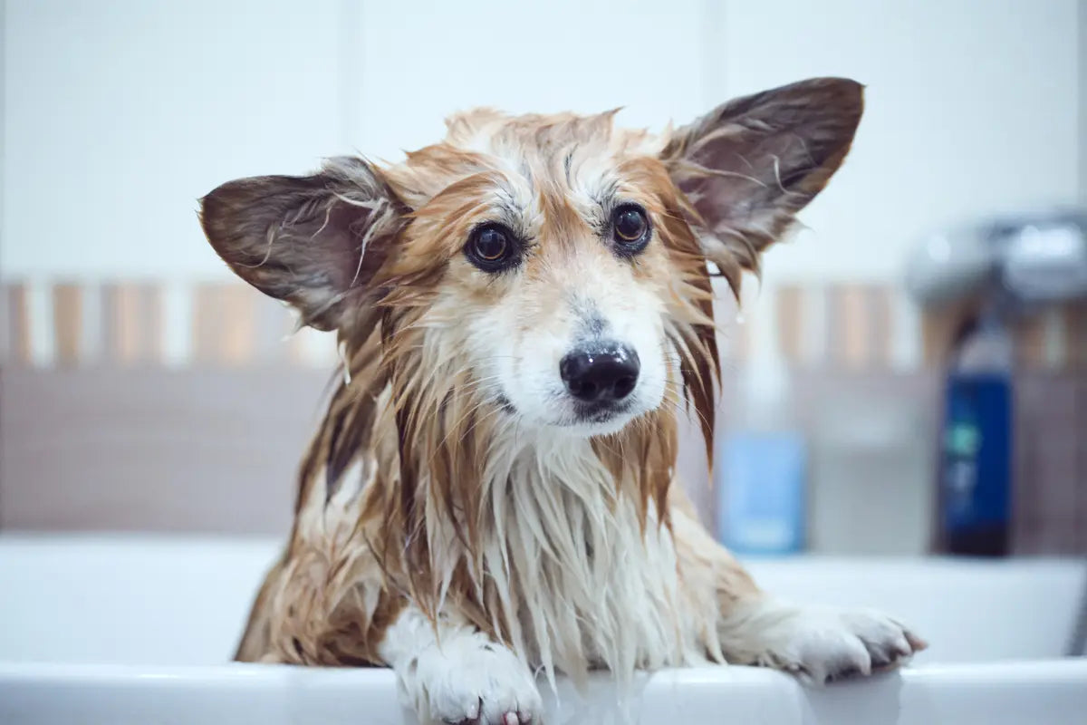 Why Your Pet’s Skin Deserves Better: The Impact of Cheap Pet Products