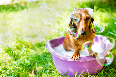 Ultimate Guide to Dog's Bath: Essential Products and Tips