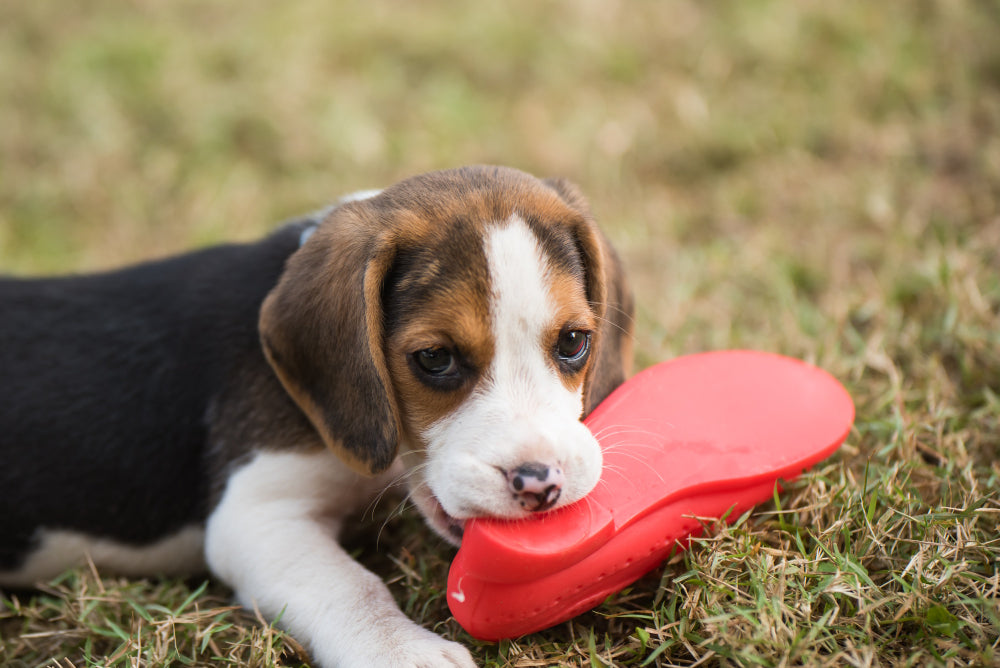 8 tips to stop destructive chewing