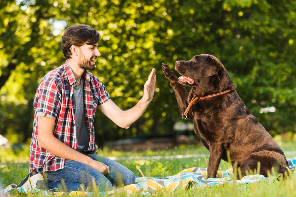 6 Life-Changing Reasons to Adopt a Dog Today